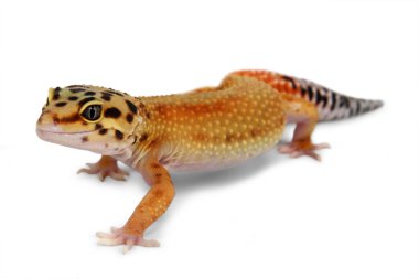 gecko Eublepharis macularius clipart