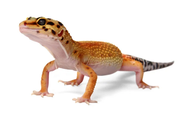 Eublepharis macularius Gecko — Foto de Stock