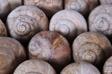 background snail shells