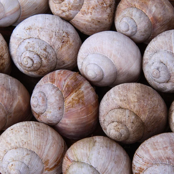 Fundo caracol conchas — Fotografia de Stock