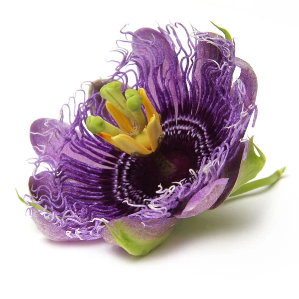 Purple passionflower — Stock Photo, Image