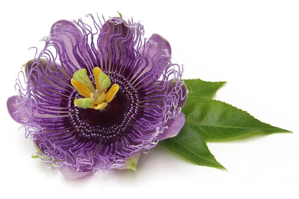 Passionflower fioletowy — Zdjęcie stockowe