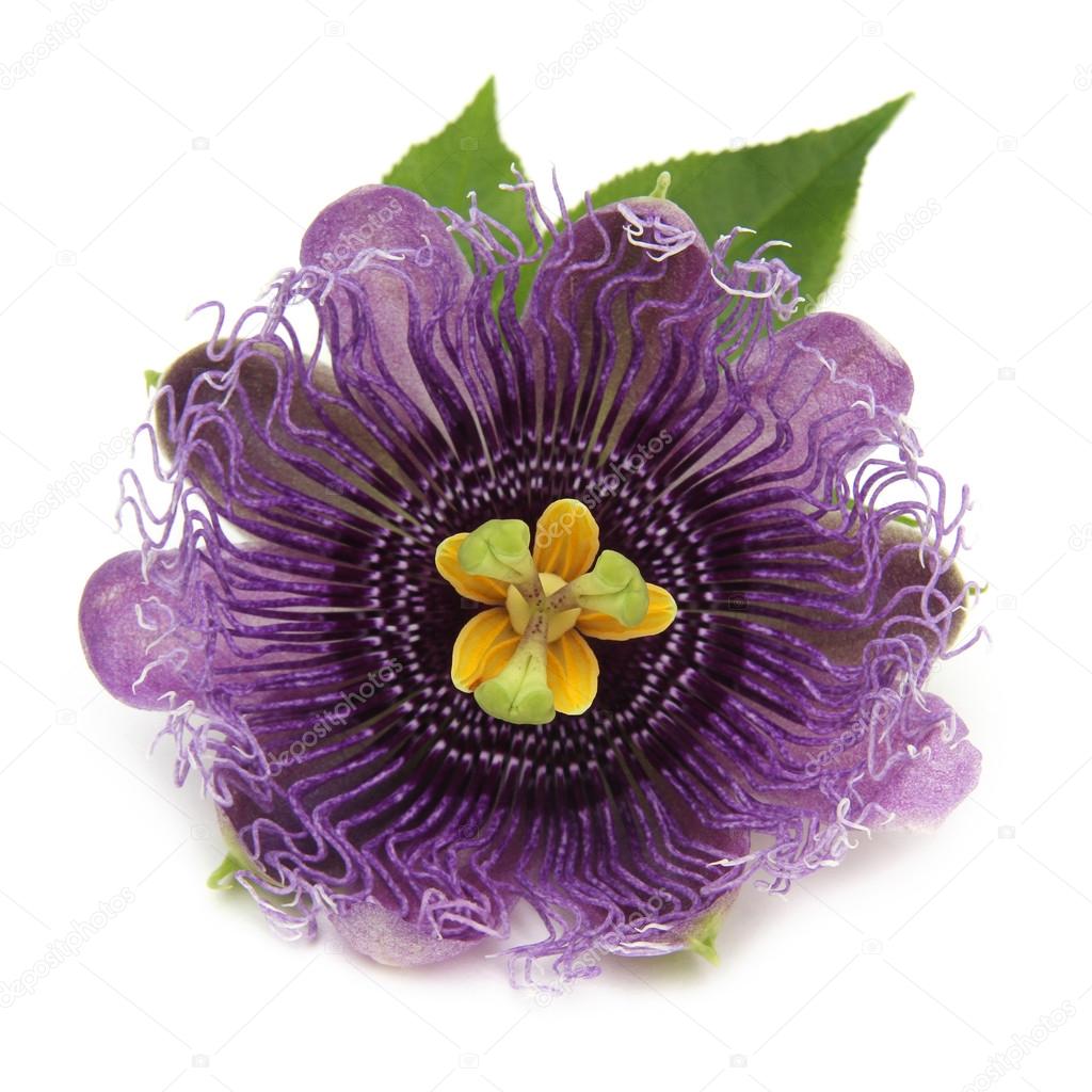 purple passionflower