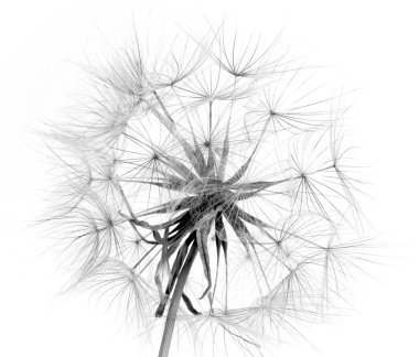 Gri arka plan, karahindiba tohum başına yakın çekim.