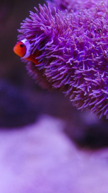 Anemone fish with anemone,Sea anemone and clown fish in marine aquarium. clipart