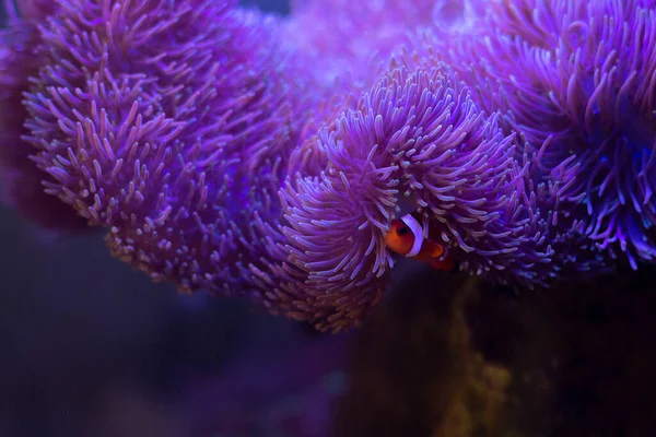 Peces anémona con anémona, anémona marina y pez payaso en acuario marino. — Foto de Stock