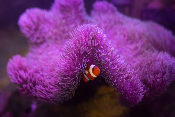 Peces anémona con anémona, anémona marina y pez payaso en acuario marino. — Foto de Stock