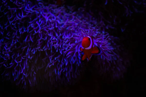 Peces anémona con anémona, anémona marina y pez payaso en acuario marino. — Foto de Stock