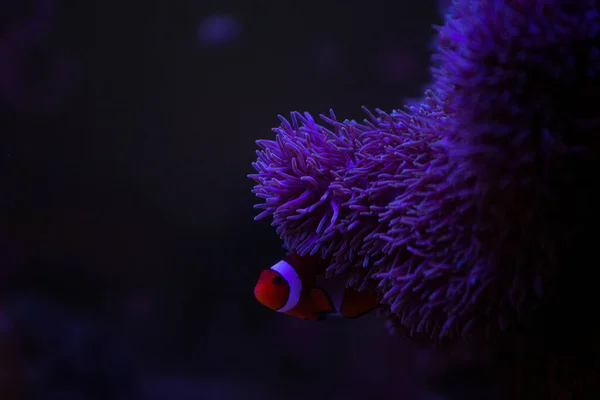 Pesci anemone con anemone, anemone marino e pesci pagliaccio in acquario marino. — Foto Stock