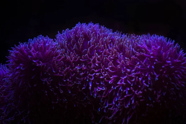 Anemone fish with anemone,Sea anemone and clown fish in marine aquarium.