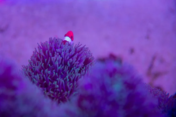 Anemone fish with anemone,Sea anemone and clown fish in marine aquarium.