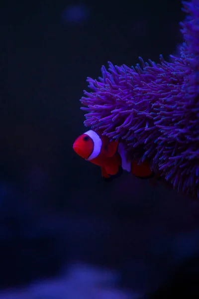 Anemone fish with anemone,Sea anemone and clown fish in marine aquarium.