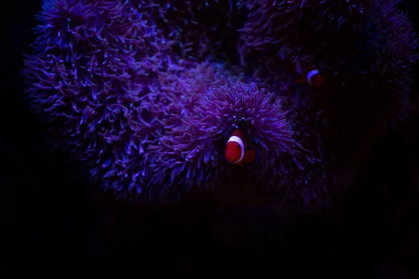 Anemone fish with anemone,Sea anemone and clown fish in marine aquarium.