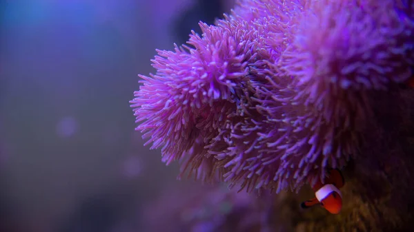 Anemone fish with anemone,Sea anemone and clown fish in marine aquarium. — Stock Photo, Image