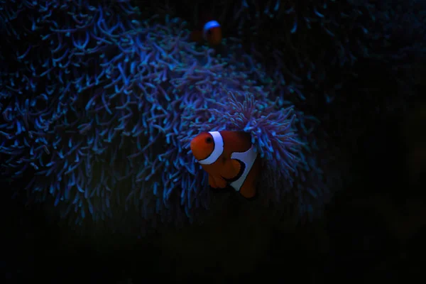 Anemone fish with anemone,Sea anemone and clown fish in marine aquarium.