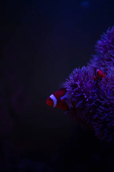 Anemone fish with anemone,Sea anemone and clown fish in marine aquarium.