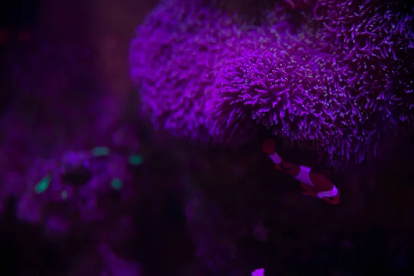 Peces anémona con anémona, anémona marina y pez payaso en acuario marino. — Foto de Stock