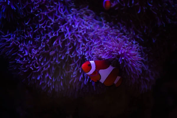 Peces anémona con anémona, anémona marina y pez payaso en acuario marino. — Foto de Stock