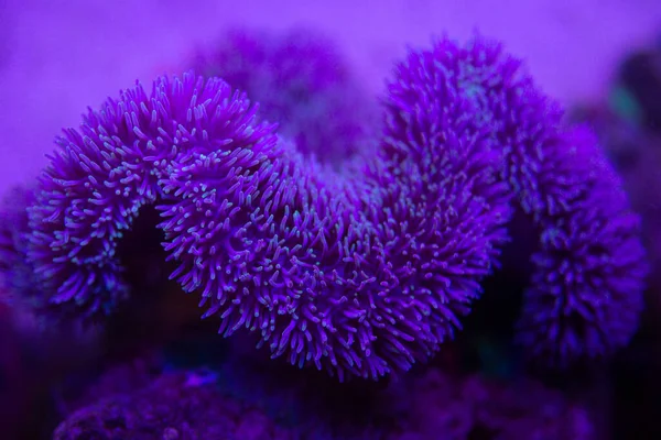 Anemone fish with anemone,Sea anemone and clown fish in marine aquarium.