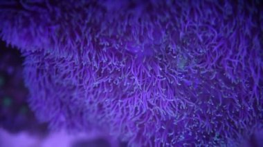 Deniz Anemone 'u bir deniz akvaryumunda Nemo balığıyla