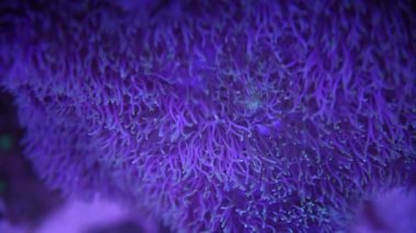 Deniz Anemone 'u bir deniz akvaryumunda Nemo balığıyla