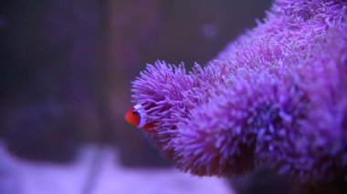 Deniz Anemone 'u bir deniz akvaryumunda Nemo balığıyla