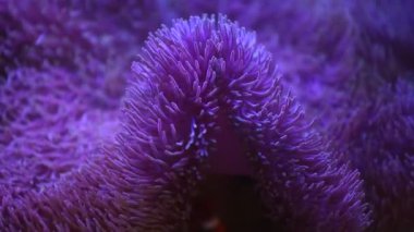 Deniz Anemone 'u bir deniz akvaryumunda Nemo balığıyla