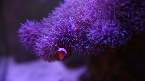 Anémona marina en un acuario marino con peces Nemo — Vídeos de Stock