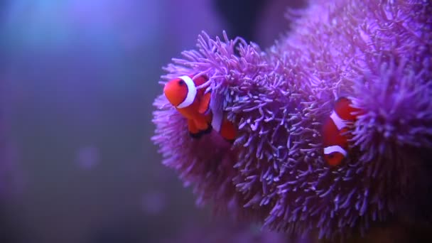 Anémona marina en un acuario marino con peces Nemo — Vídeos de Stock