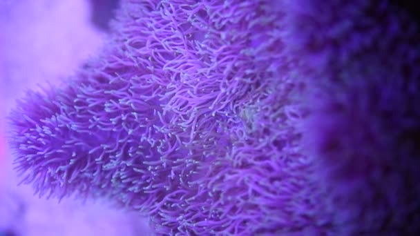 Anémona marina en un acuario marino con peces Nemo — Vídeos de Stock