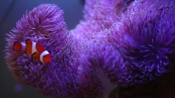 Zeeanemoon in een zeeaquarium met Nemo vissen — Stockvideo