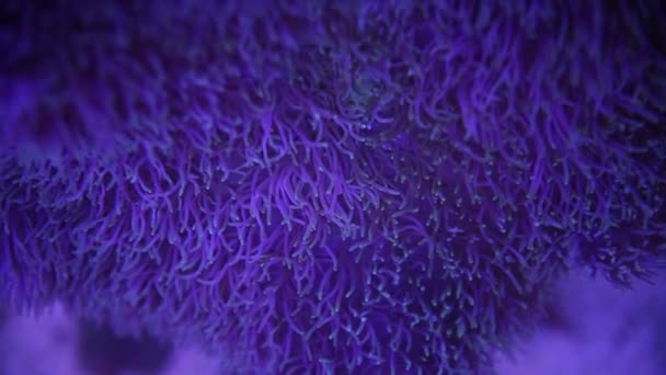 Anemone marino in un acquario marino con pesci Nemo — Video Stock