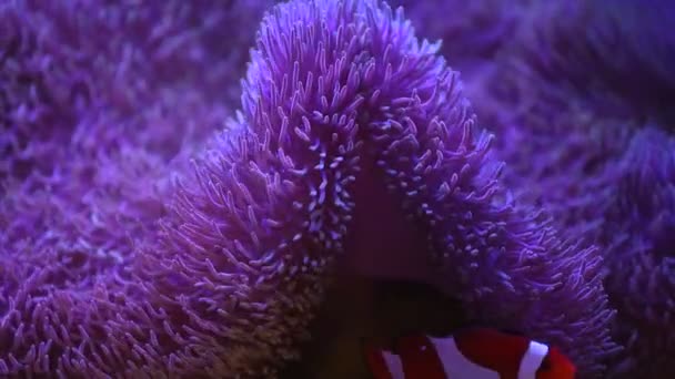 Anémona marina en un acuario marino con peces Nemo — Vídeos de Stock