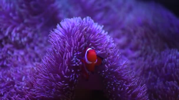 Anémona marina en un acuario marino con peces Nemo — Vídeos de Stock
