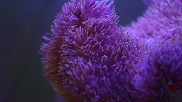 Anémona marina en un acuario marino con peces Nemo — Vídeos de Stock