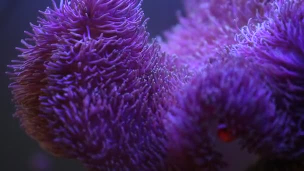 Anemone marino in un acquario marino con pesci Nemo — Video Stock