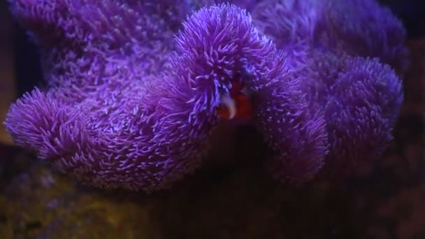 Anémona marina en un acuario marino con peces Nemo — Vídeos de Stock