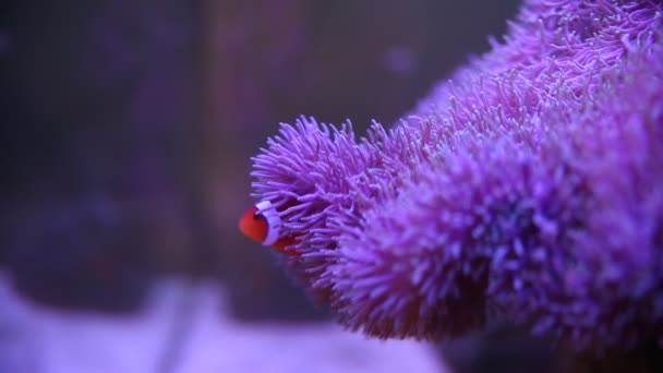 Anémona marina en un acuario marino con peces Nemo — Vídeo de stock