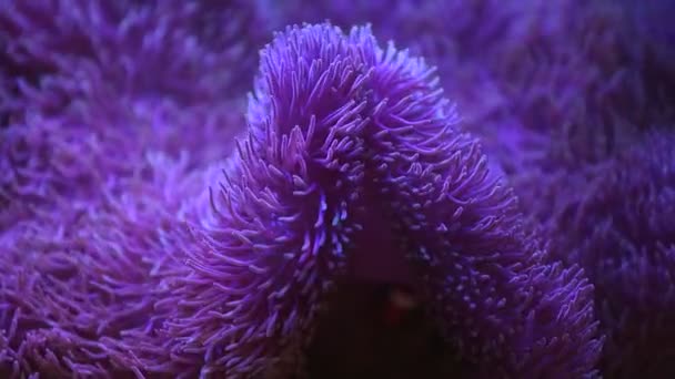 Anemone marino in un acquario marino con pesci Nemo — Video Stock