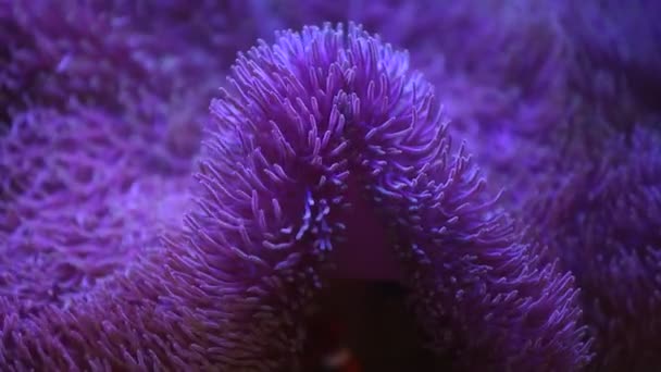 Anémona marina en un acuario marino con peces Nemo — Vídeos de Stock