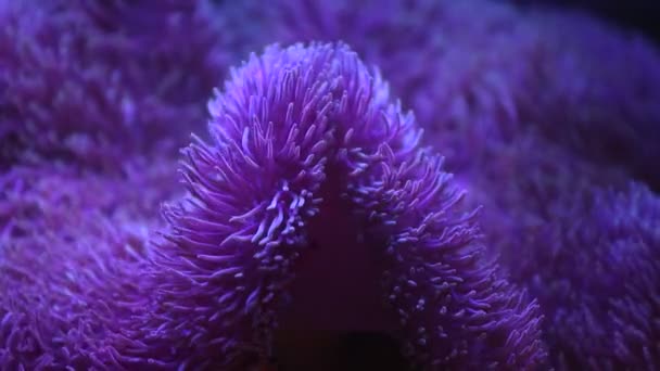 Seeanemone im Meerwasseraquarium mit Nemo-Fischen — Stockvideo