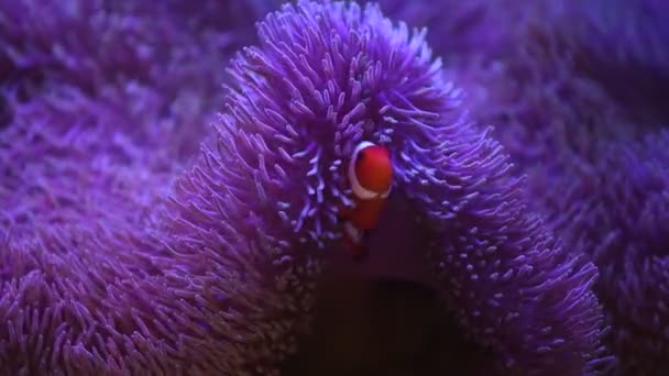 Zeeanemoon in een zeeaquarium met Nemo vissen — Stockvideo