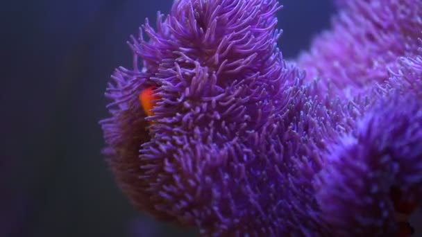 Zeeanemoon in een zeeaquarium met Nemo vissen — Stockvideo