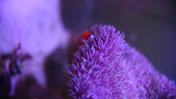 Anêmona marinha em um aquário marinho com peixes Nemo — Vídeo de Stock