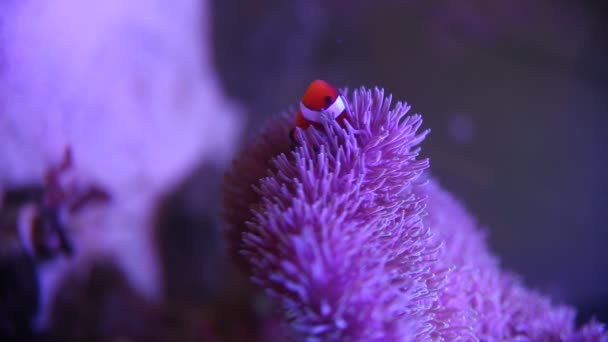 Seeanemone im Meerwasseraquarium mit Nemo-Fischen — Stockvideo