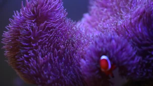 Anémona marina en un acuario marino con peces Nemo — Vídeos de Stock