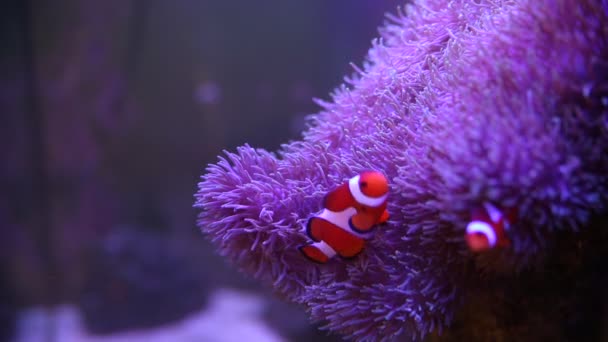 Anémona marina en un acuario marino con peces Nemo — Vídeos de Stock