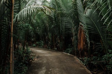 Filipinler 'de orman yolu, koyu yeşil yapraklar