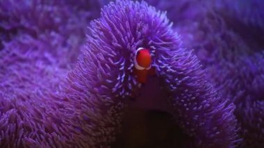 Deniz Anemone 'u bir deniz akvaryumunda Nemo balığıyla