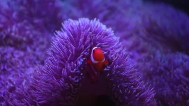 Deniz Anemone 'u bir deniz akvaryumunda Nemo balığıyla